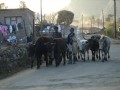 village and villagers 17 20090821 1218312925