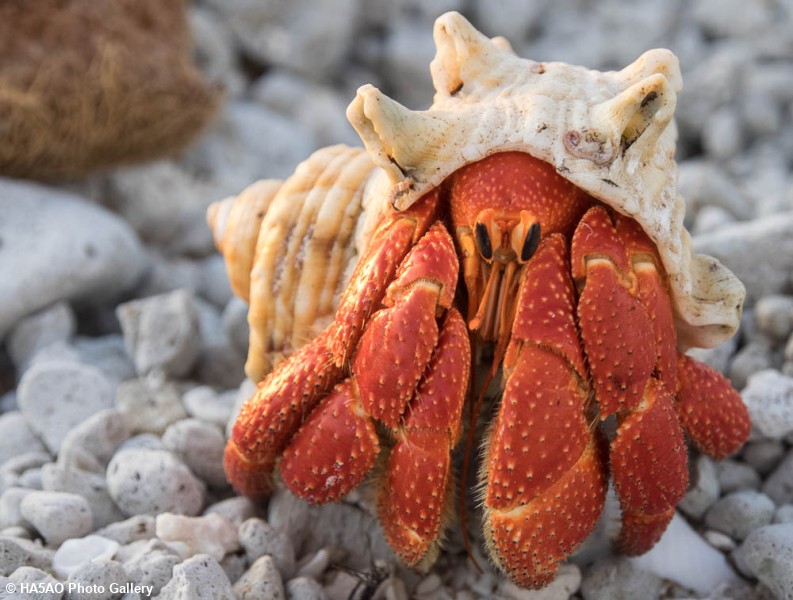 Hermit crab