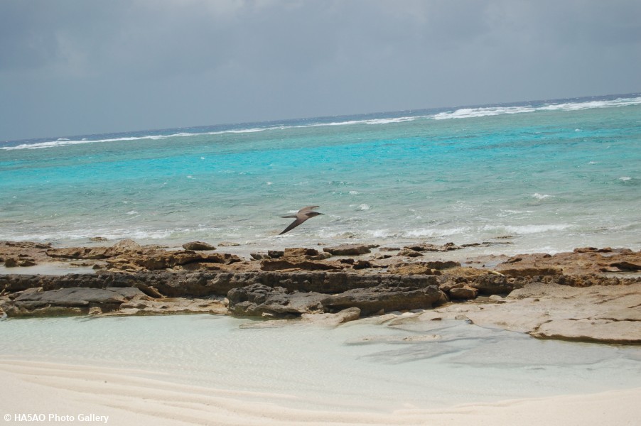 Bird on Chesterfield Island 1