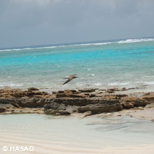 Bird on Chesterfield Island 1