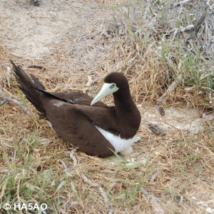 Bird on egg 2