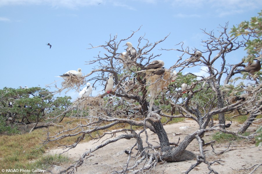 Birds in tree 1