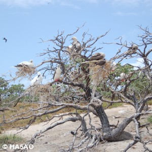 Birds in tree 1