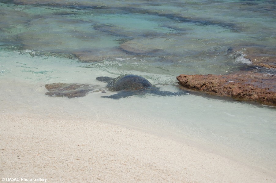 Giant Sea Turtle returns to the lagoon 2