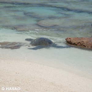 Giant Sea Turtle returns to the lagoon 2