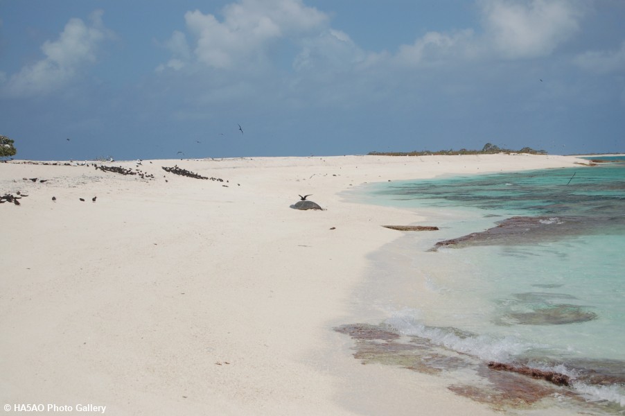 Giant Sea turtle on Chesterfield 1