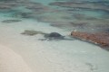 Giant Sea turtle returns to the lagoon 1