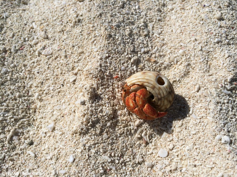 Hermit Crabs always keeping the place clean