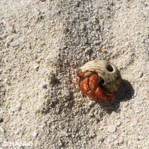 Hermit Crabs always keeping the place clean