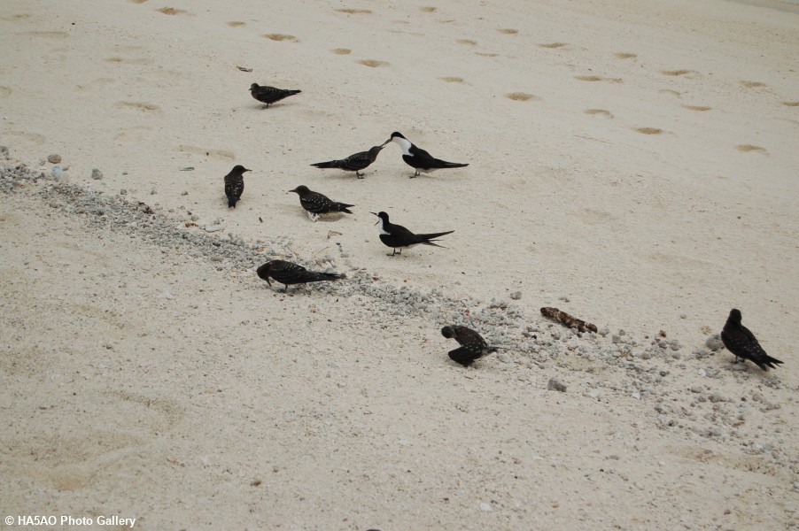 Mother tern feeding youngster 2