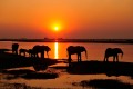 elephants chobe river